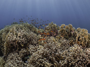 View of fish underwater