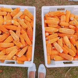 Low section of woman standing by containers with corns