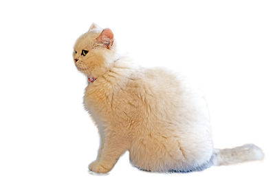 Close-up of a cat sitting on white background