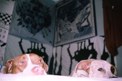 Close-up of dogs relaxing on bed at home