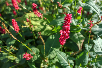 Close-up of red flowering plant