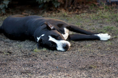 Dog resting on a field