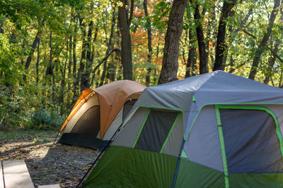 View of trees in forest