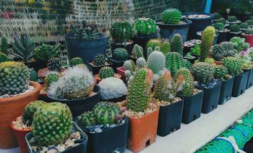 Potted plants at market stall