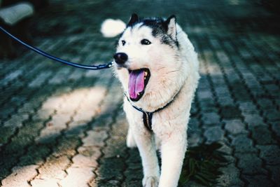 High angle view of a dog