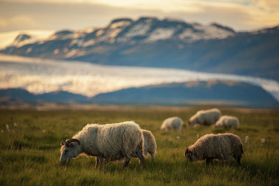 Sheep grazing on field