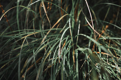 Close-up of fresh grass