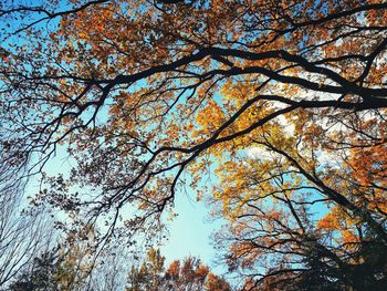 Low angle view of trees against sky during autumn