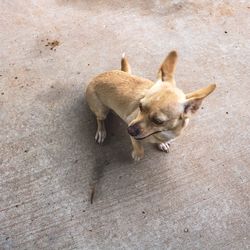 High angle view of dogs on floor