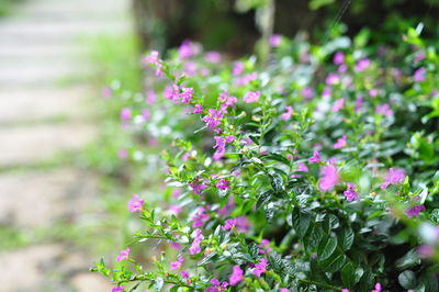 Pink flowers blooming on plant