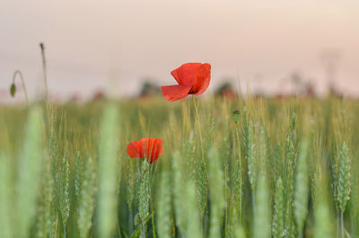 Close-up of red poppy flower on field