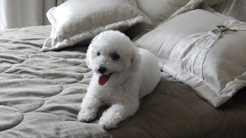 Bichon frise resting on bed at home