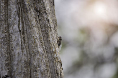 Close-up of a tree trunk
