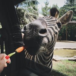 Close-up of human hand feeding zebra