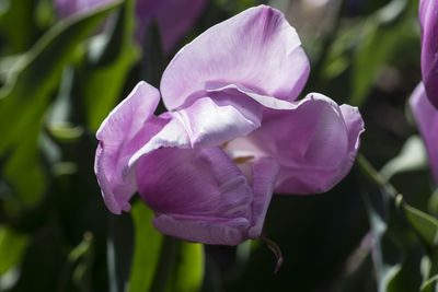 Close-up of pink rose flower