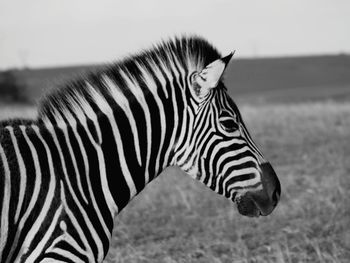 Close-up of zebra on field