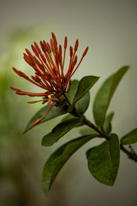 Close-up of red plant