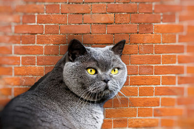 Close-up portrait of a cat against brick wall