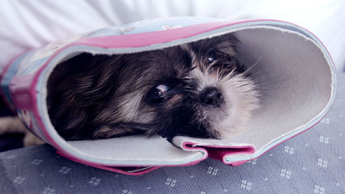 Portrait of shih tzu in boot at home