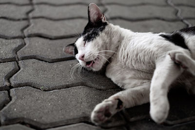 Close-up of cat lying on footpath