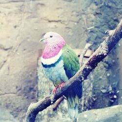 Bird perching outdoors