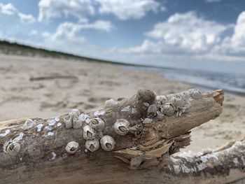 Close-up of driftwood on beach