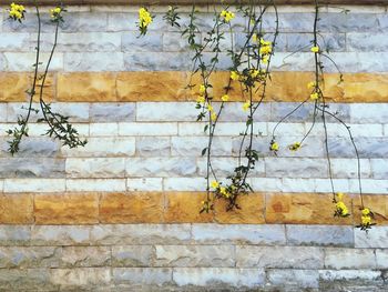 Ivy growing on wall