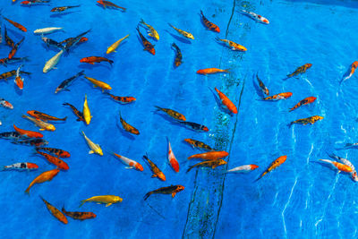 High angle view of fish swimming in sea