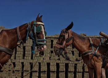 Horses against clear blue sky