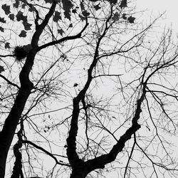 Low angle view of silhouette bare tree against sky