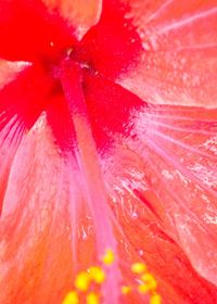 Extreme close up of red rose