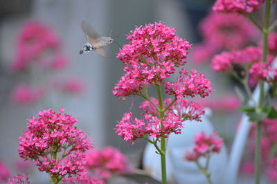 Insect on pink flowering plant