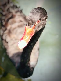 Close-up of swan swimming in lake