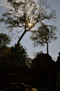 Silhouette tree by building against sky