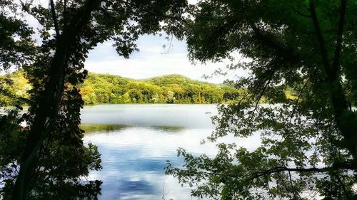 Scenic view of river with trees in background