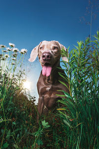 Portrait of dog in park against clear sky