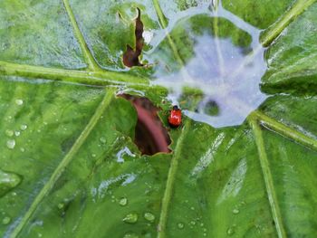 Close-up of ladybug on leaf