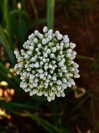 Close-up of flower blooming outdoors