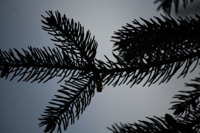 Low angle view of silhouette tree against sky