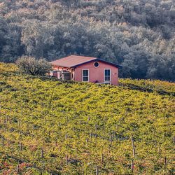 House on field against sky