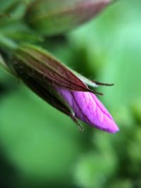 Close-up of insect on purple flower