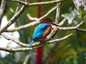 White-throated kingfisher perching