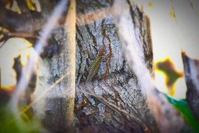 Close-up of dry leaves on tree trunk during winter