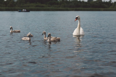 Swans and cygnets swimming in lake