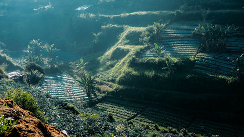 High angle view of agricultural landscape