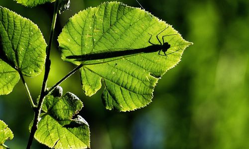 Close-up of lizard on plant