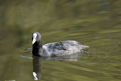 Close-up of coot swimming in lake