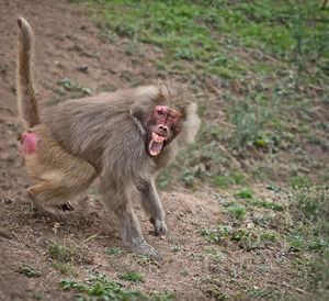 Close-up of yawning lying on land