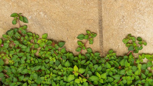 Green leaves of spanish shawl creeper, creeping houseplant climbing up on  concrete wall background