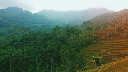 Scenic view of trees growing on field